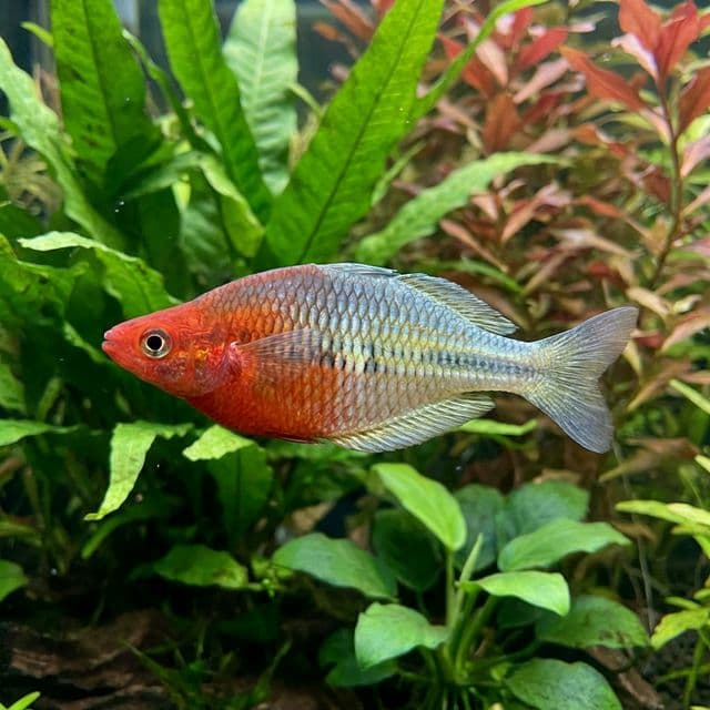 Bleher's Rainbowfish