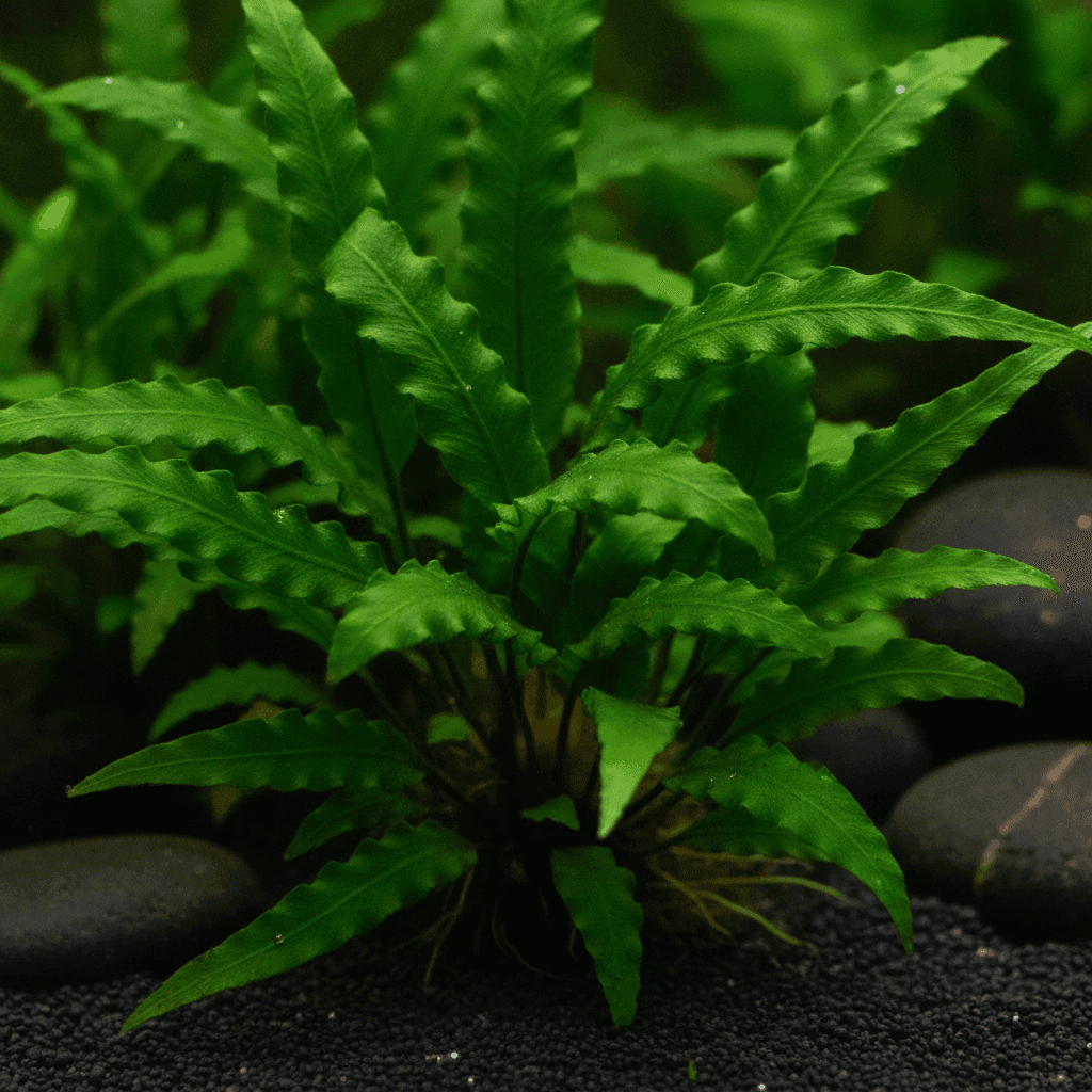 Plant Care Basics for Planted Tanks