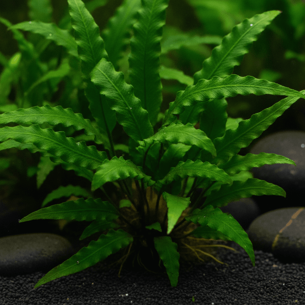 Plant Care Basics for Planted Tanks