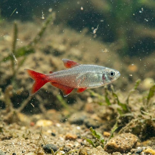 Bloodfin Tetra: Aphyocharax anisitsi