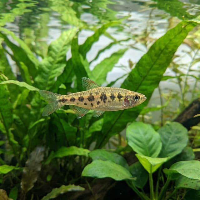 Blotched Pyrrhulina: Pyrrhulina spilota