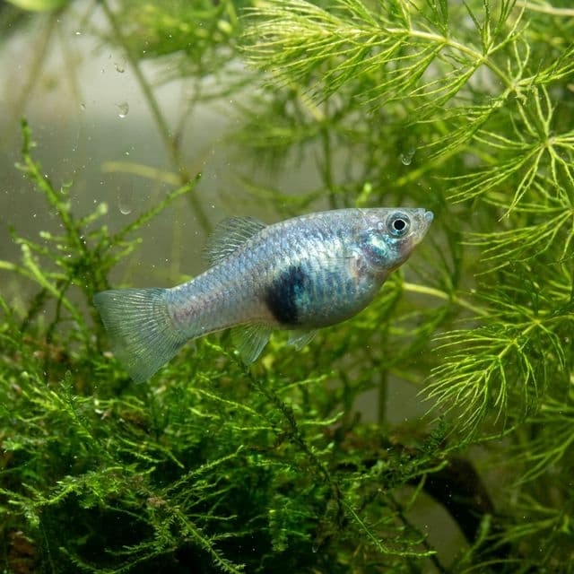 Blue-bellied Limia: Poecilia melanogaster