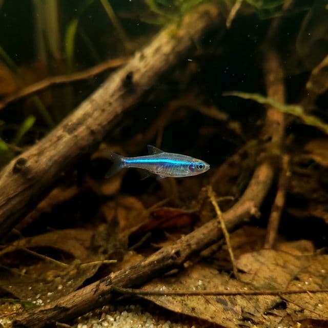 Blue Cardinal Rasbora: Rasbora rutteni