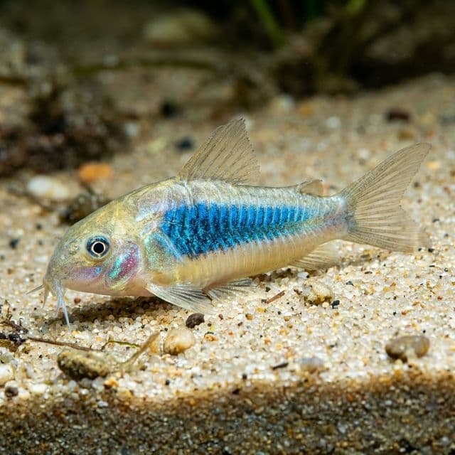 Blue Cory