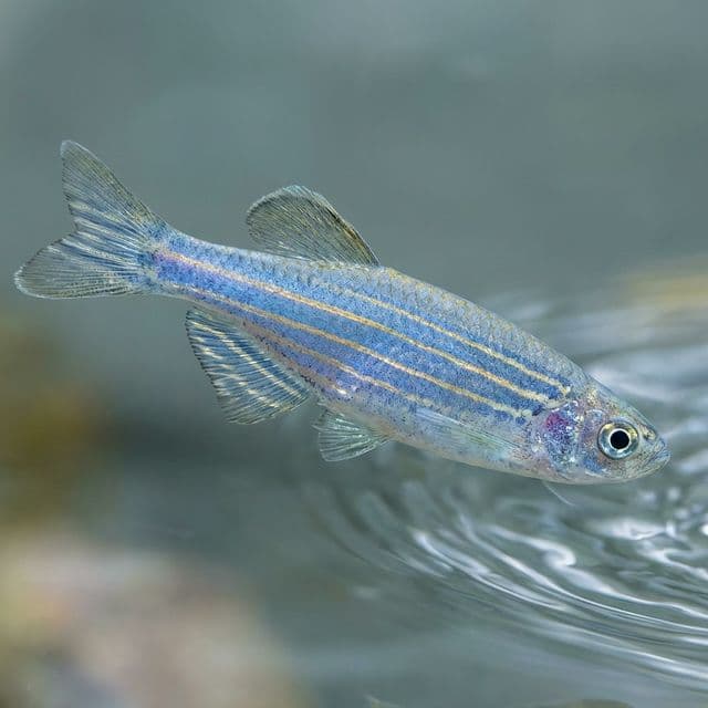 Blue Danio