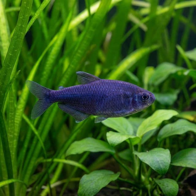 Blue Emperor Tetra: Inpaichthys kerri