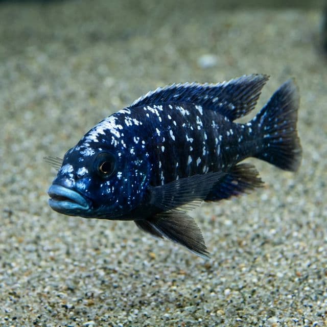 Pseudocrenilabrus multicolor victoriae : Bouchebroyeur à lèvres bleues