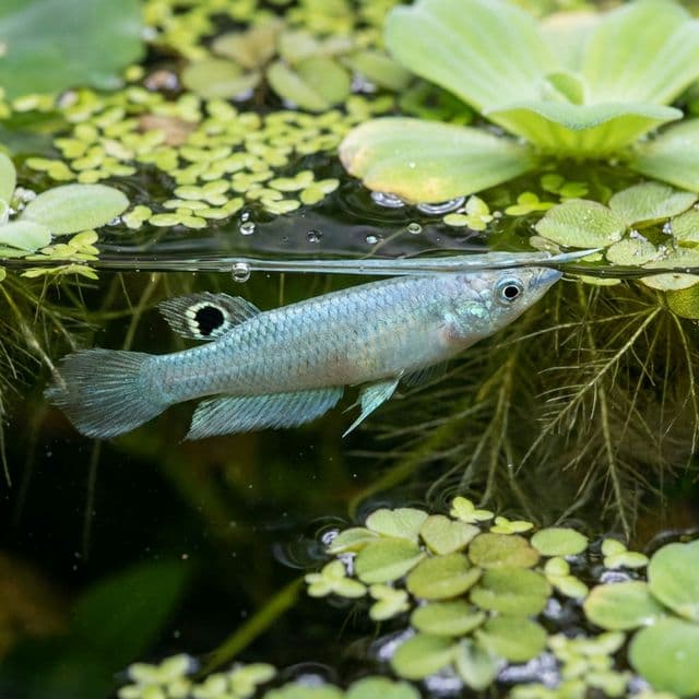 Blue Panchax: Aplocheilus panchax