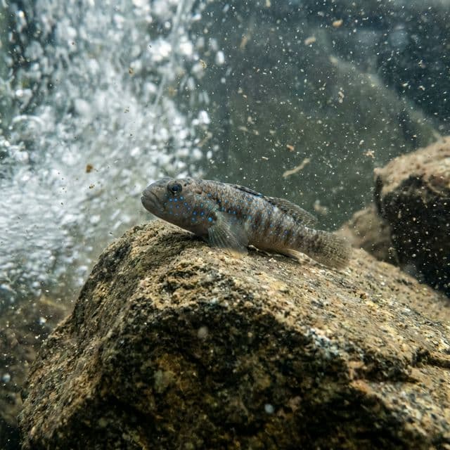 Blue-spotted Goby Cichlid