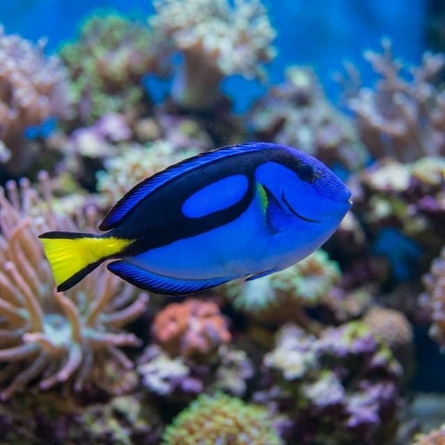 Blue Tang (Regal Tang): Paracanthurus hepatus
