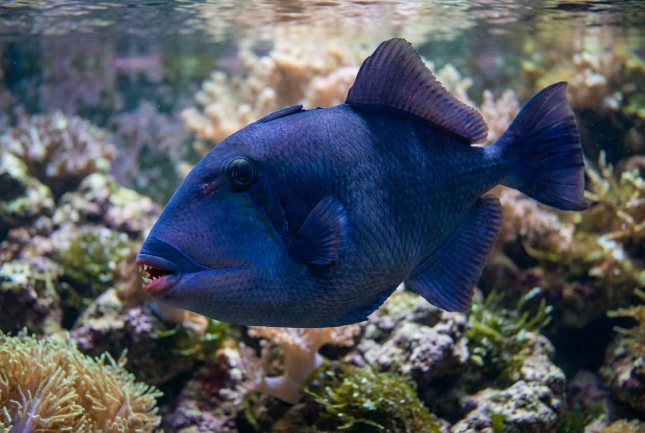 Poisson-licorne bleu