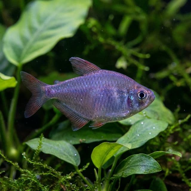 Blueberry Tetra: Hyphessobrycon wadai