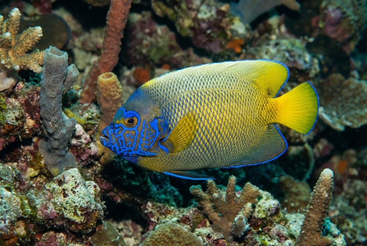 Blueface Angelfish