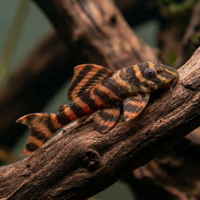 Bluefin Thresher Plec: Isorineloricaria villarsi