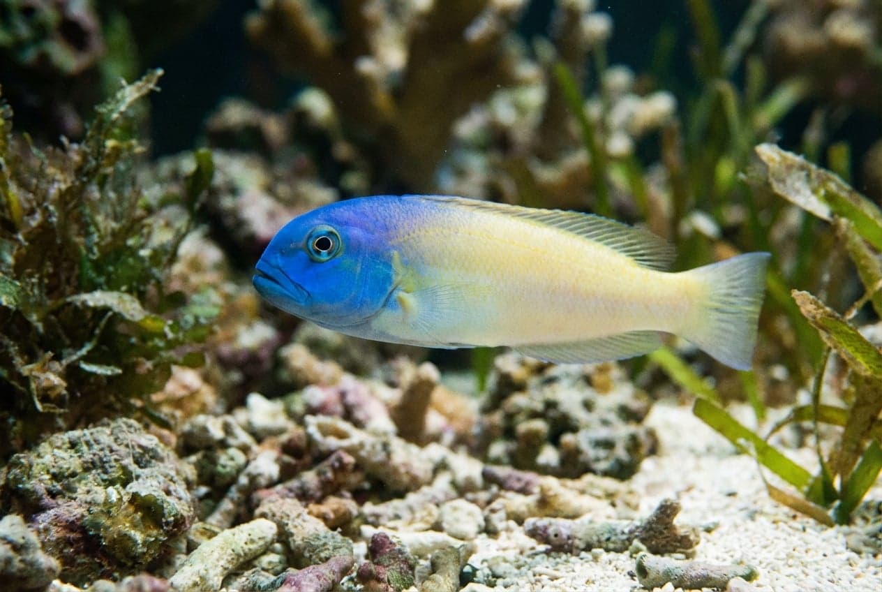 Blueheaded Tilefish