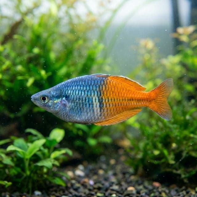 Le Rainbow Boesemani