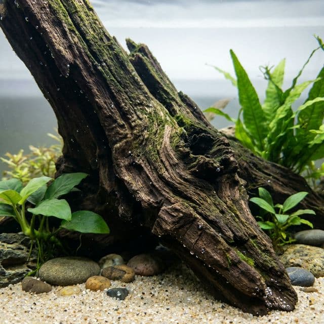 Bogwood