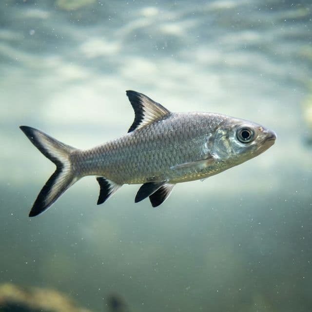 Requin argenté à nageoires rouges de Bornéo