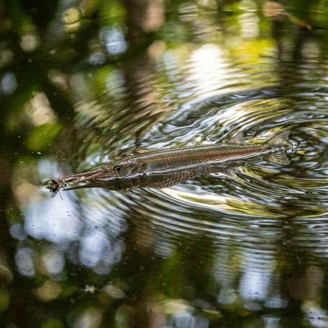 Borneo Redline Halfbeak: Hemirhamphodon tengah