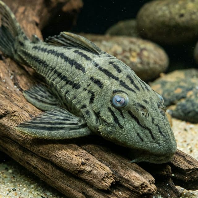 Brokenline Royal Plec