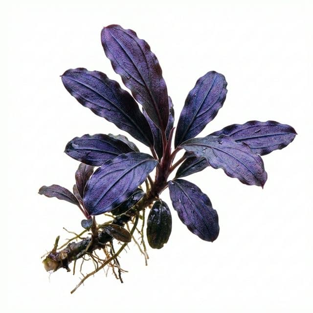 Bucephalandra "Skeleton King": The Dark Lord