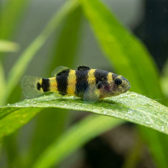 Bumblebee Goby