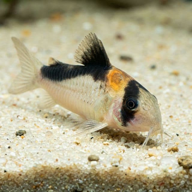 Burgess' Cory: Hoplisoma burgessi