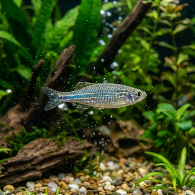 Burma Danio: Danio tinwini