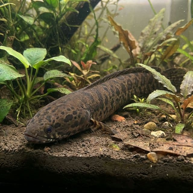 Burmesischer Tüpfel-Schlangenkopf: Channa ornatipinnis