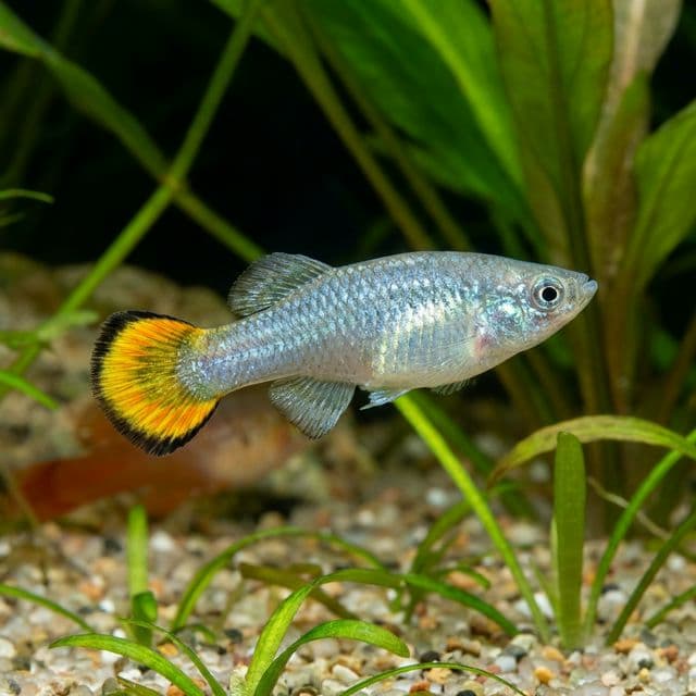 Goodeid papillon : Ameca splendens