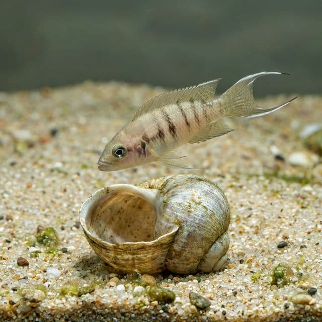 Calliurus Shelldweller