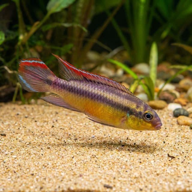 Cameroon Krib: Pelvicachromis kribensis