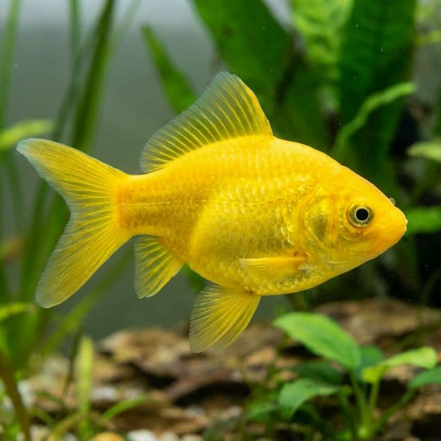 Canary Yellow Goldfish: Carassius auratus