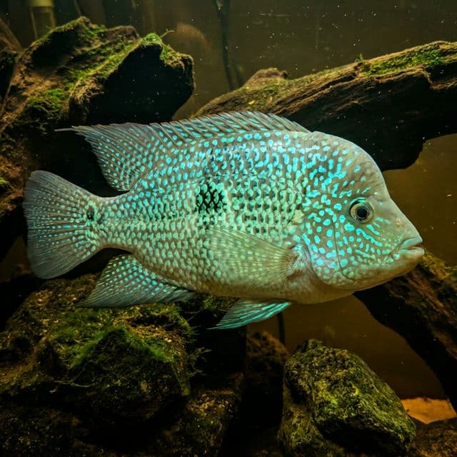 Carpintis Texas Cichlid: Herichthys carpintis