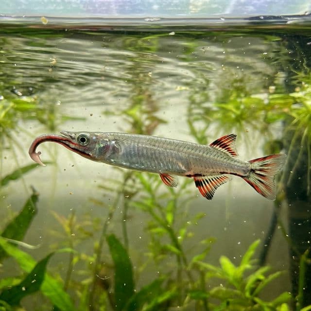 Demie-bec de Célèbes : Nomorhamphus liemi