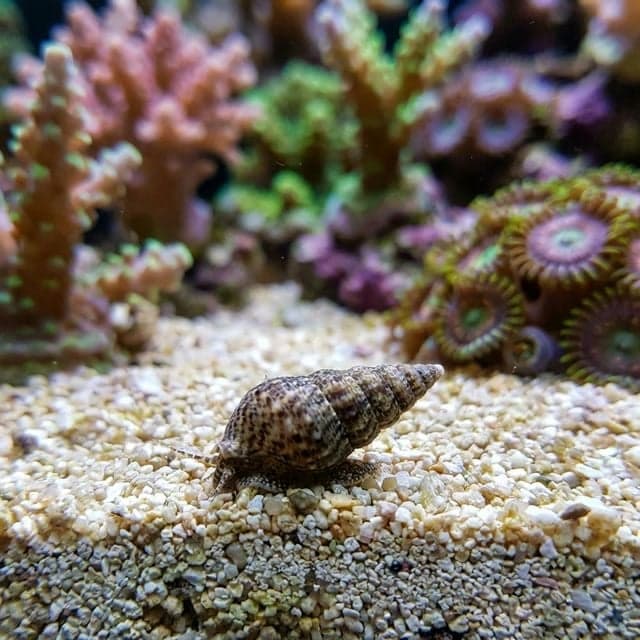 Cerith Snail: Cerithium