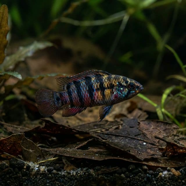Chameleon Fish