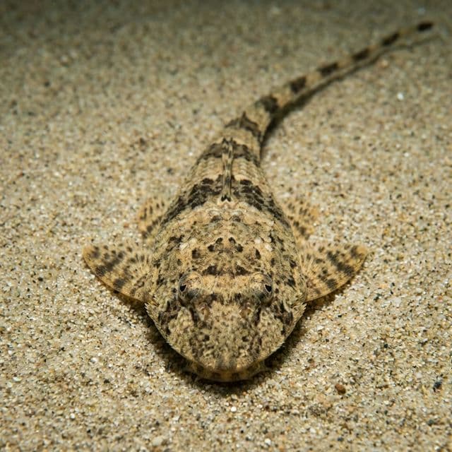 Chameleon Whiptail: Pseudohemiodon apithanos