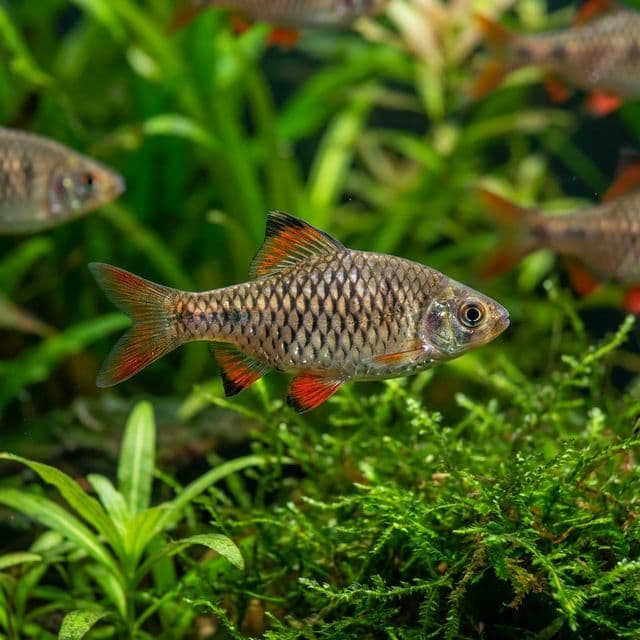 Checkered Barb: Oliotius oligolepis