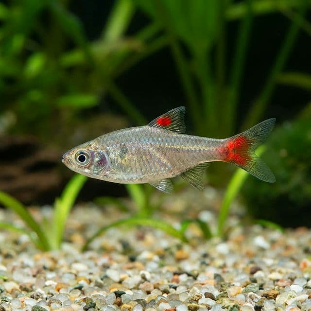 Cherryspot Rasbora: Rasbora rubrodorsalis
