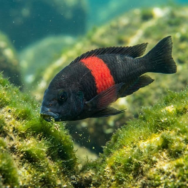 Cherryspot Tropheus: Tropheus sp. Black Bulu Point