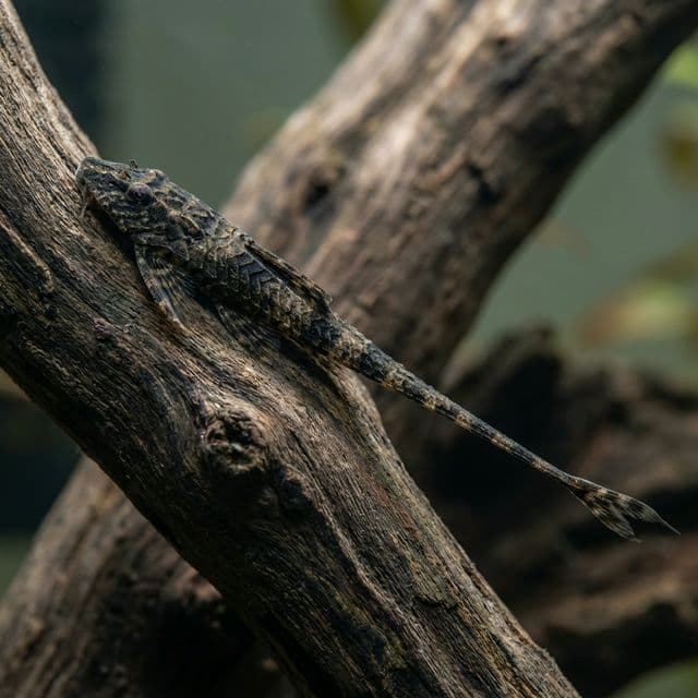 Chocolate Whiptail Catfish