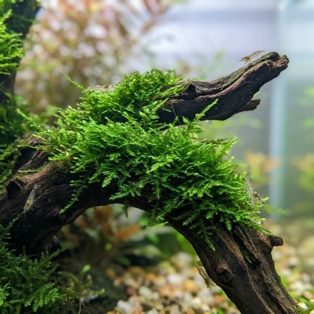 Mousse de Noël : Vesicularia montagnei