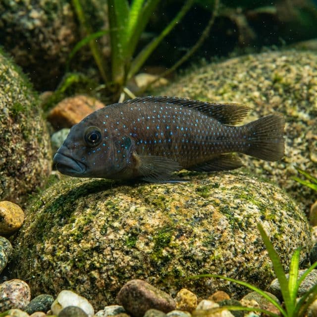 Clown Goby Cichlid: Eretmodus cyanostictus