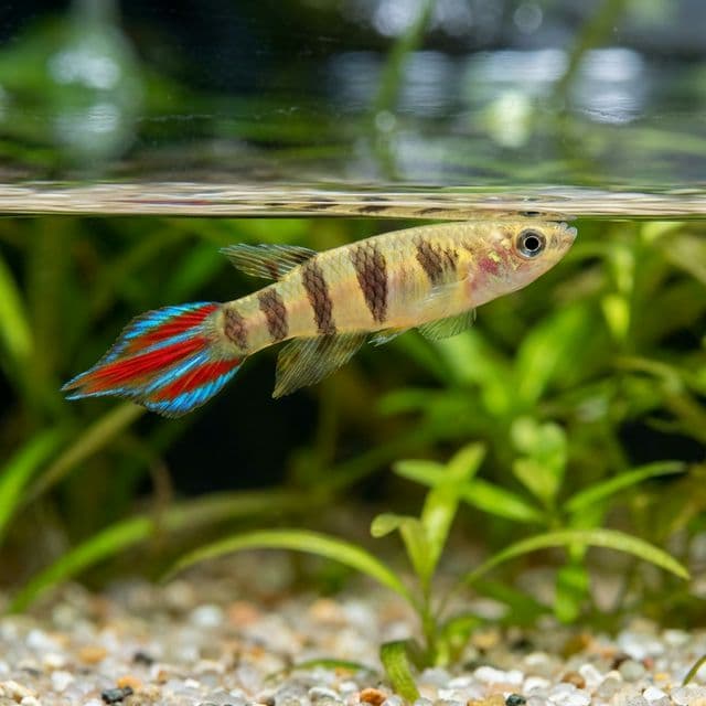 Clown Killifish: Epiplatys annulatus