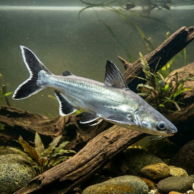 Colombian Shark Catfish: Ariopsis seemanni