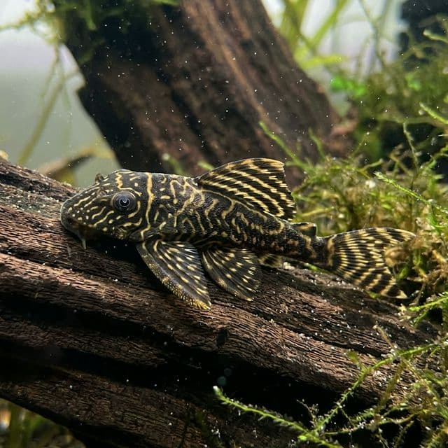 Colombian Zebra Plec L129: Hypancistrus debilittera