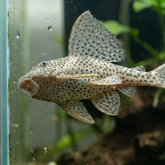 Plec commun