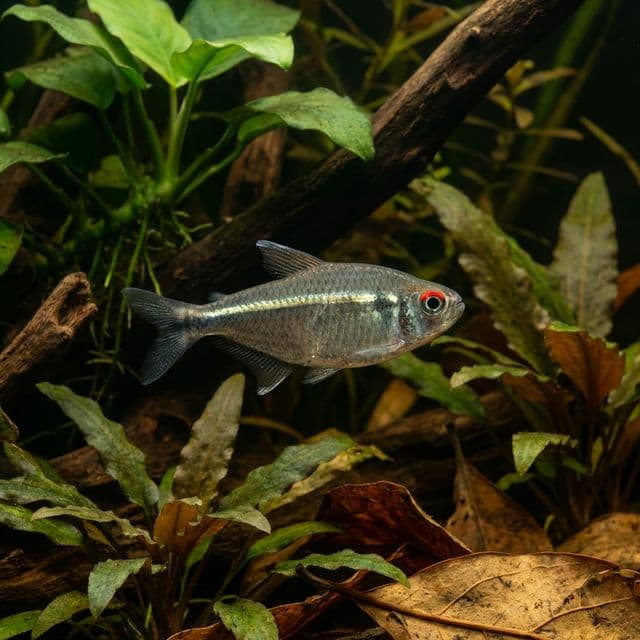 Tetra de Cope : Hemigrammus copei