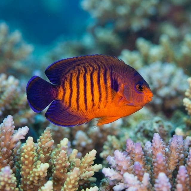 Coral Beauty